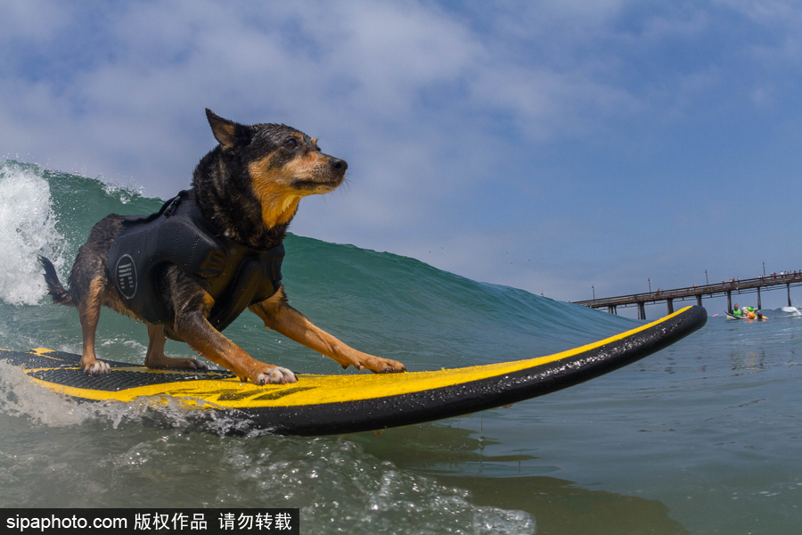 狗狗也沖浪！實拍美國加州小狗沖浪瞬間 妙趣橫生萌態(tài)十足