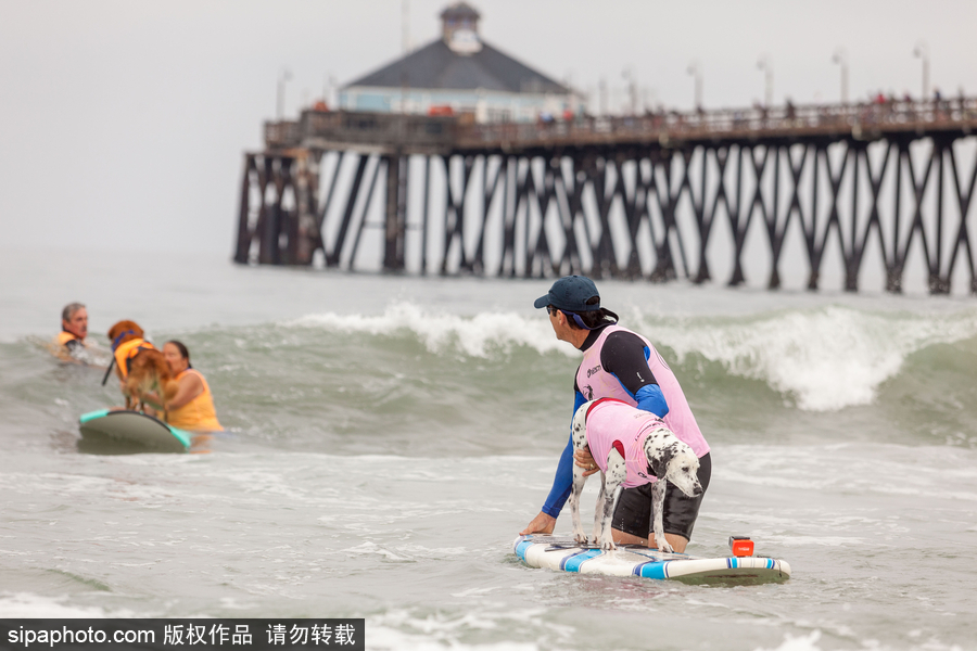 狗狗也沖浪！實(shí)拍美國加州小狗沖浪瞬間 妙趣橫生萌態(tài)十足