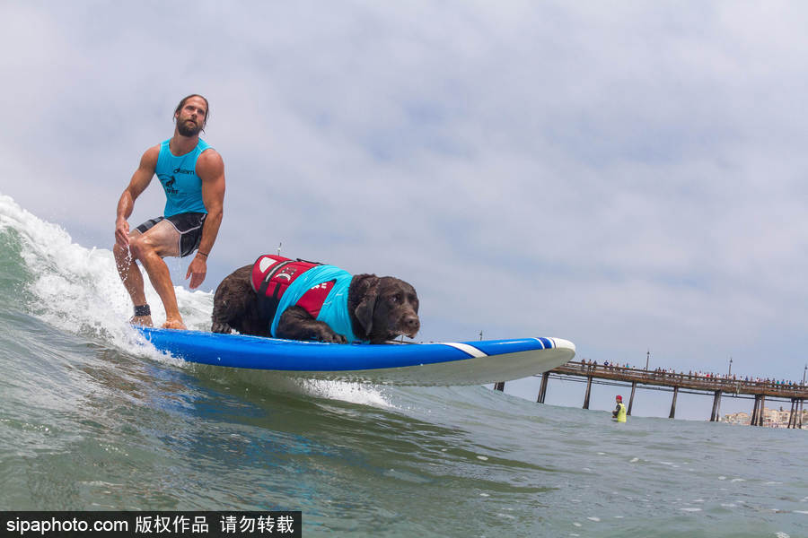 狗狗也沖浪！實(shí)拍美國(guó)加州小狗沖浪瞬間 妙趣橫生萌態(tài)十足