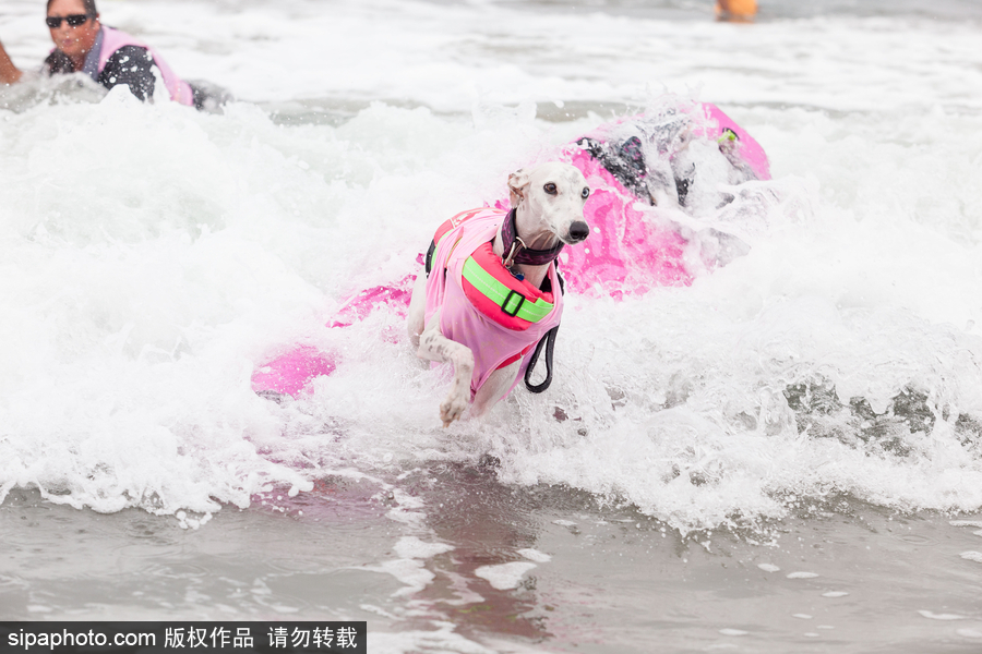 狗狗也沖浪！實拍美國加州小狗沖浪瞬間 妙趣橫生萌態(tài)十足