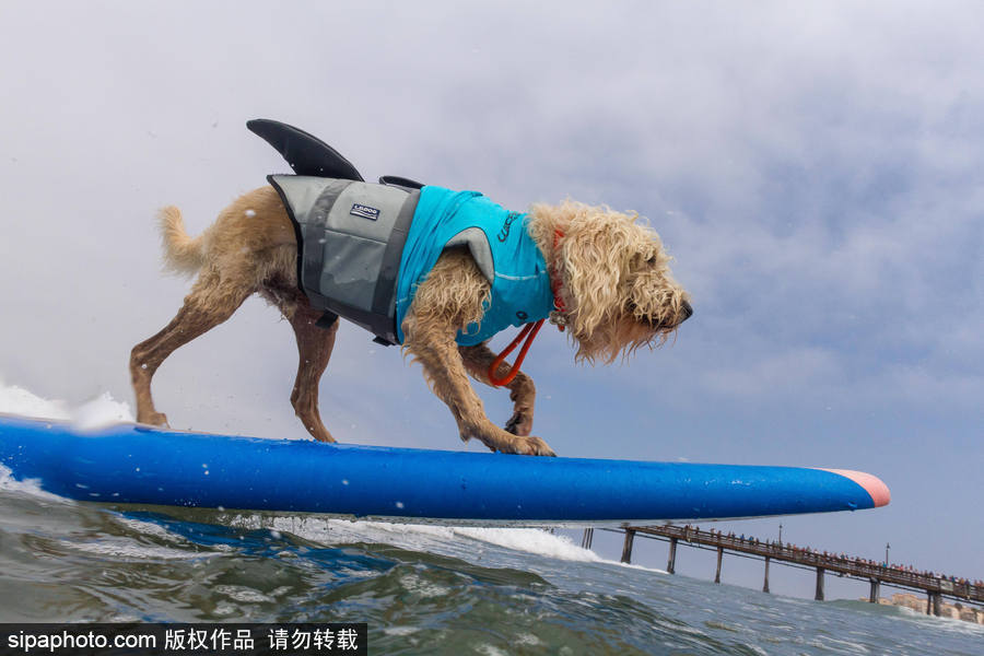 狗狗也沖浪！實(shí)拍美國加州小狗沖浪瞬間 妙趣橫生萌態(tài)十足