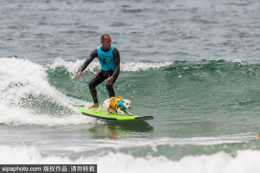 狗狗也沖浪！實拍美國加州小狗沖浪瞬間 妙趣橫生萌態(tài)十足