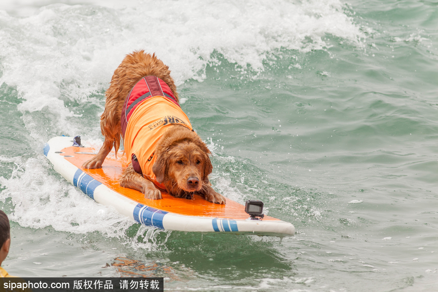 狗狗也沖浪！實拍美國加州小狗沖浪瞬間 妙趣橫生萌態(tài)十足