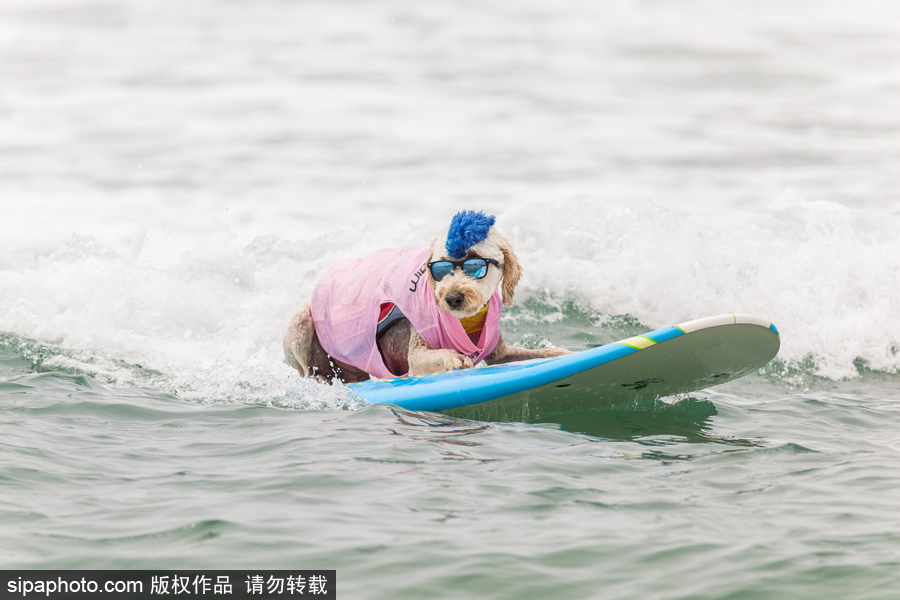 狗狗也沖浪！實(shí)拍美國(guó)加州小狗沖浪瞬間 妙趣橫生萌態(tài)十足