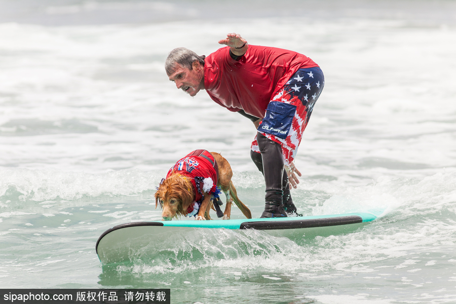 狗狗也沖浪！實拍美國加州小狗沖浪瞬間 妙趣橫生萌態(tài)十足