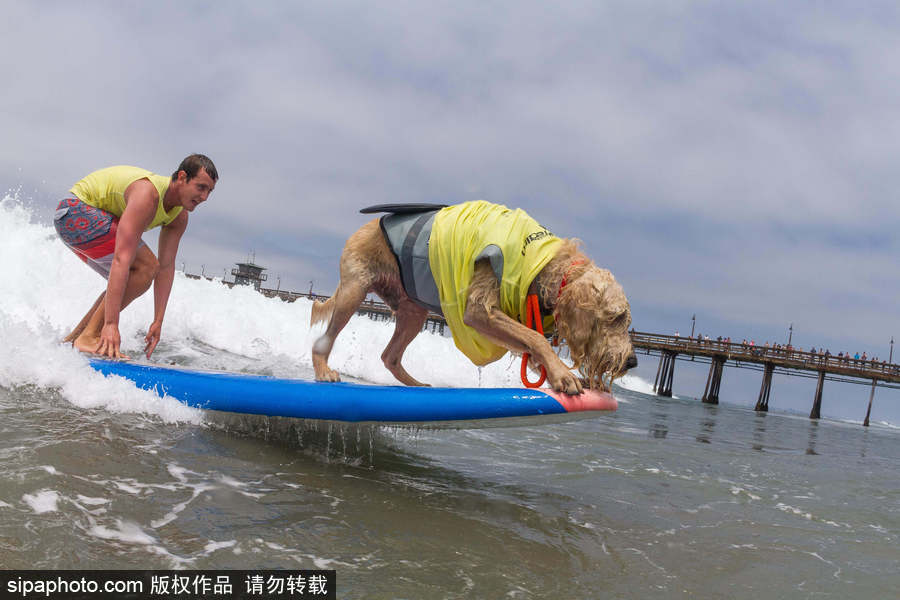 狗狗也沖浪！實(shí)拍美國加州小狗沖浪瞬間 妙趣橫生萌態(tài)十足