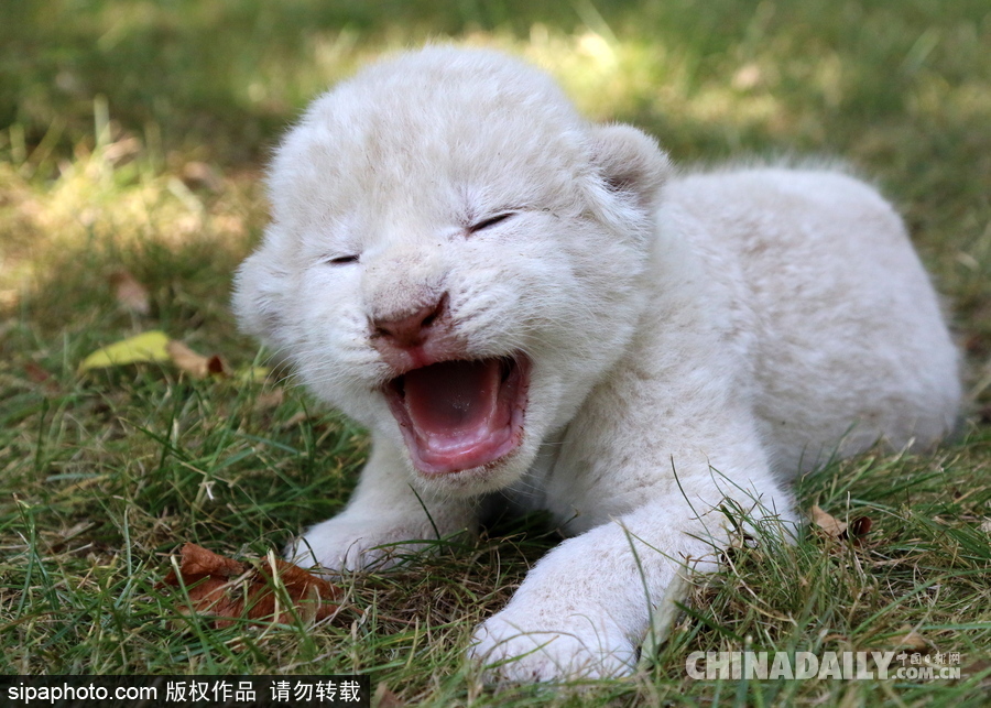 俄羅斯動(dòng)物園里的白獅寶寶 張嘴“怒吼”奶氣十足