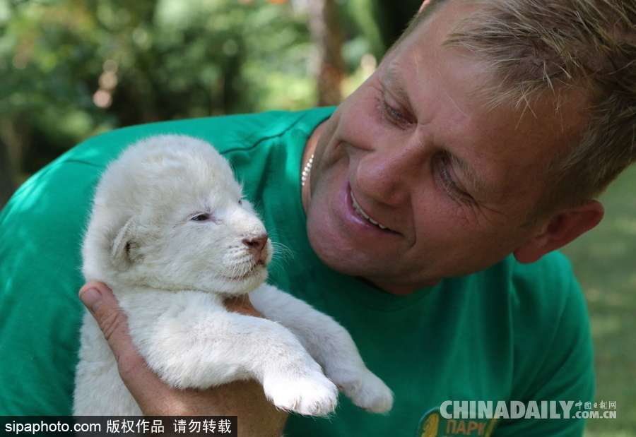 俄羅斯動(dòng)物園里的白獅寶寶 張嘴“怒吼”奶氣十足