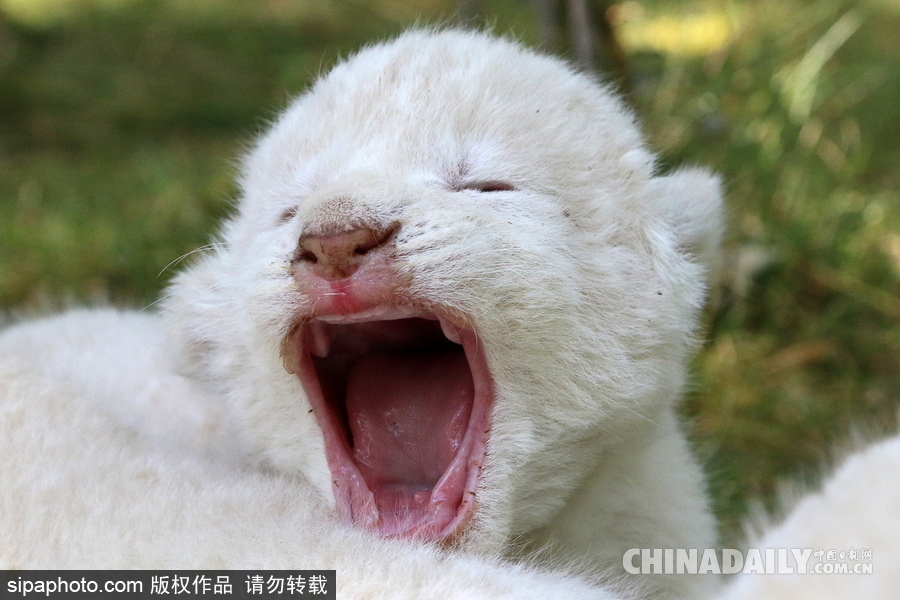 俄羅斯動(dòng)物園里的白獅寶寶 張嘴“怒吼”奶氣十足