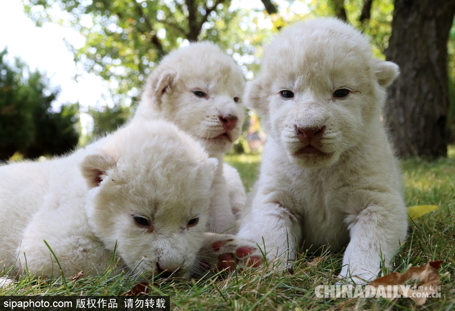 俄羅斯動(dòng)物園里的白獅寶寶 張嘴“怒吼”奶氣十足