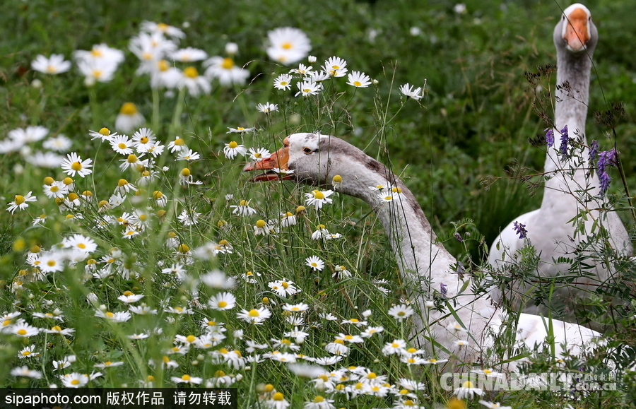 俄羅斯村莊里的“澳大利亞農(nóng)場” 充滿田園自然風(fēng)情