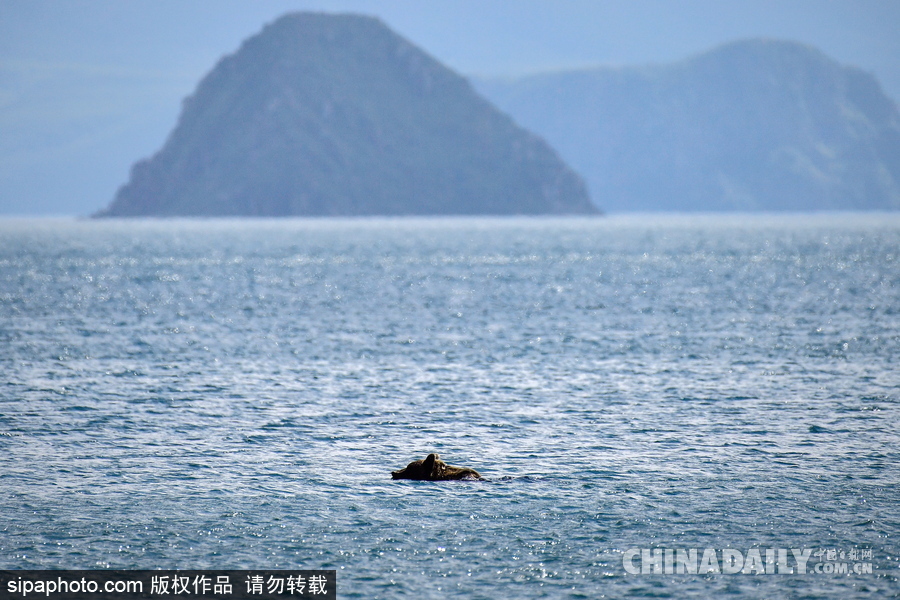 攝影師記錄棕熊捕魚(yú)瞬間 彪悍兇猛
