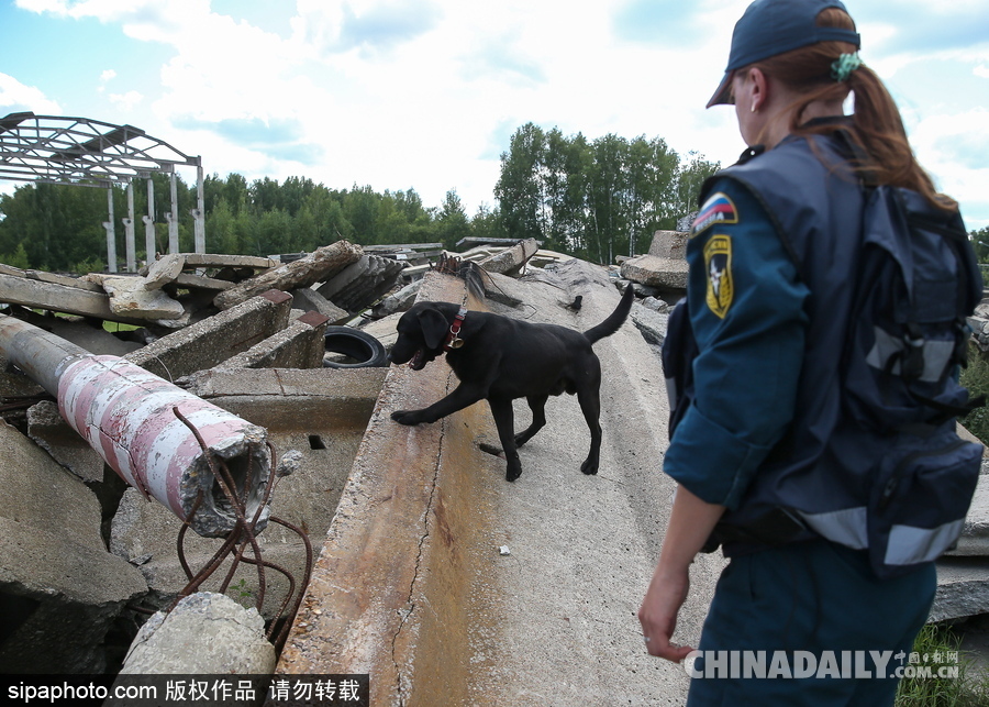 走進救援“特種兵”的成長 俄羅斯搜救犬進行訓(xùn)練測試