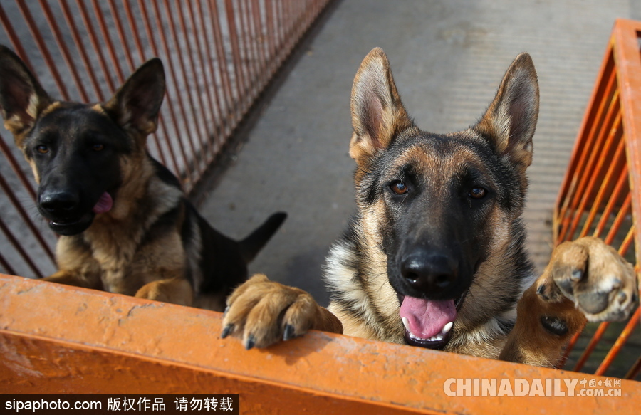 走進救援“特種兵”的成長 俄羅斯搜救犬進行訓練測試