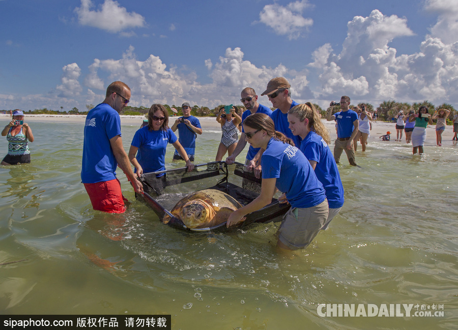 美國一紅海龜接受康復治療后回歸大自然