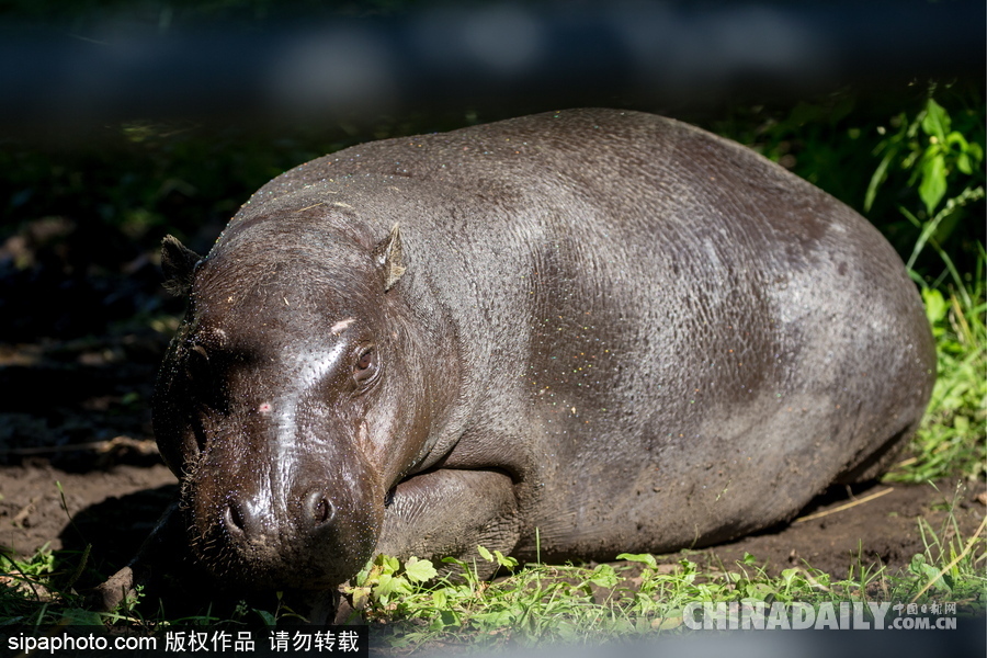 莫斯科動(dòng)物園里的倭河馬 龐大笨重張嘴顯“霸氣”