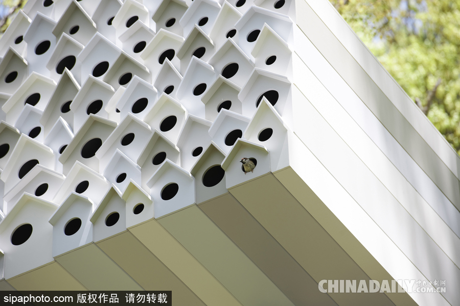 令人驚嘆！日本建筑公司筑起共享樹屋 人類可與鳥兒在屋內(nèi)同住