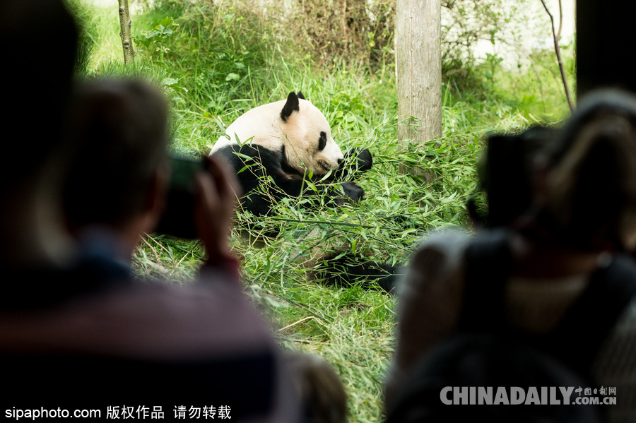愛丁堡動物園證實(shí)“甜甜”懷孕 期待誕下熊貓寶寶