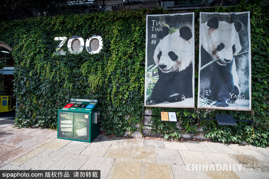 愛丁堡動物園證實“甜甜”懷孕 期待誕下熊貓寶寶