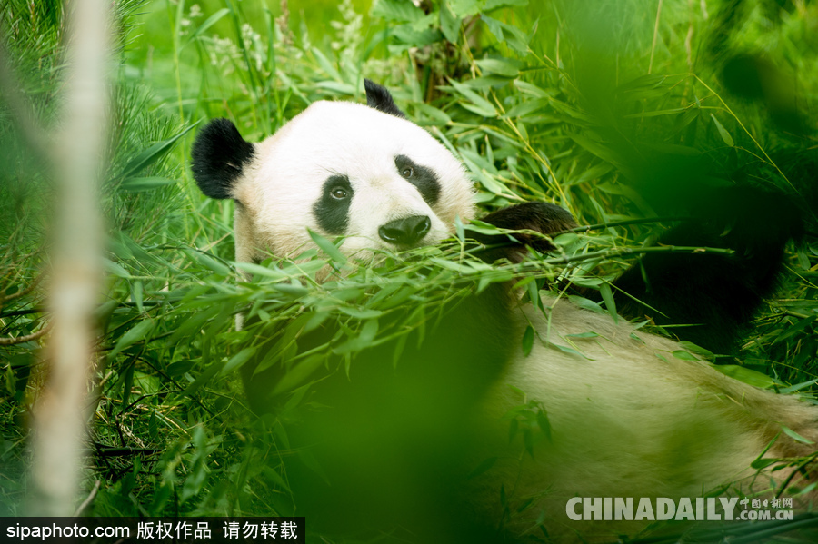 愛丁堡動物園證實“甜甜”懷孕 期待誕下熊貓寶寶