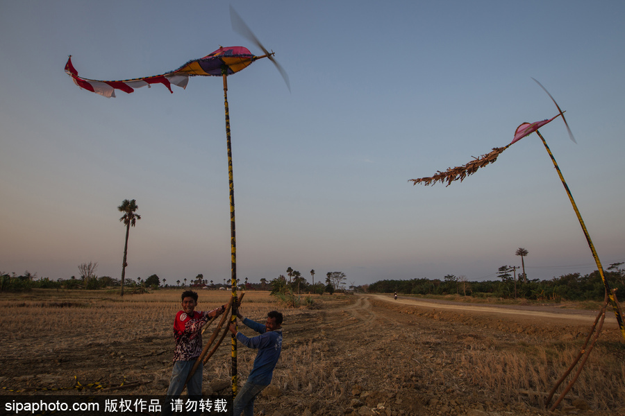 印尼迎來傳統(tǒng)風(fēng)車節(jié) 風(fēng)帆舞動(dòng)夕陽剪影下美如畫