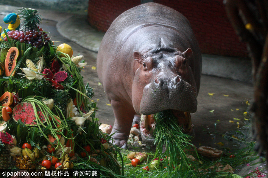 泰國(guó)為最長(zhǎng)壽河馬“馬里”舉辦51歲生日會(huì) 吃相萌翻游客