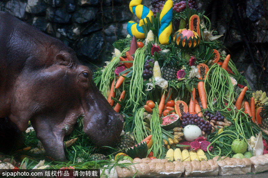 泰國為最長壽河馬“馬里”舉辦51歲生日會(huì) 吃相萌翻游客