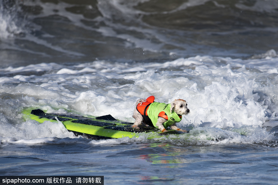美國(guó)加州舉辦狗狗沖浪比賽 汪星人秀水上功夫