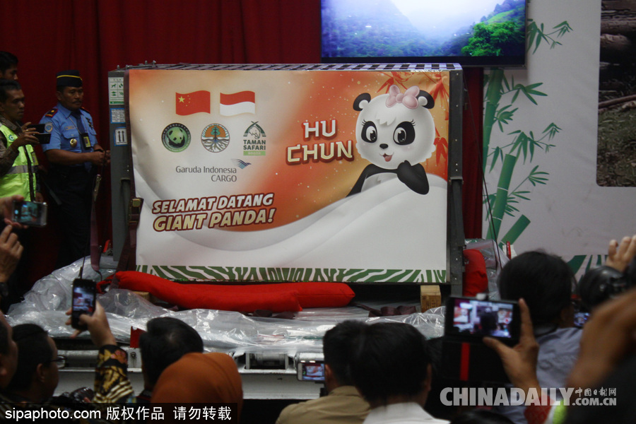 中國(guó)大熊貓首次旅居印尼 兩只萌家伙抵達(dá)機(jī)場(chǎng)受到熱烈歡迎