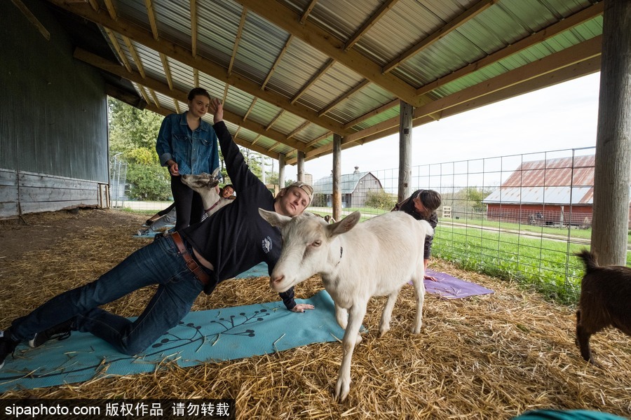 美國(guó)興起“山羊瑜伽” 羊在人身上隨意踩