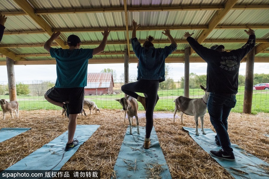 美國興起“山羊瑜伽” 羊在人身上隨意踩