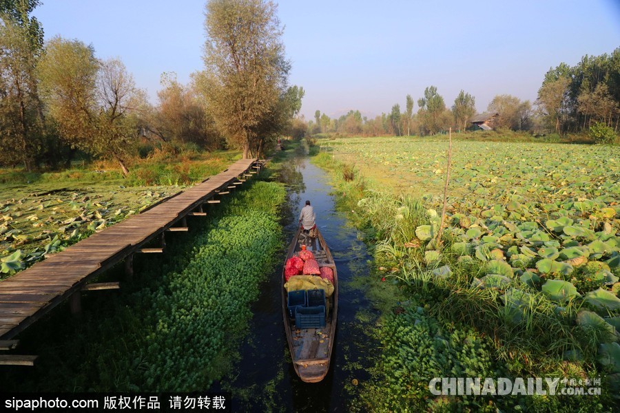 獨(dú)木舟上的生活 走近印度水上蔬菜市場(chǎng)