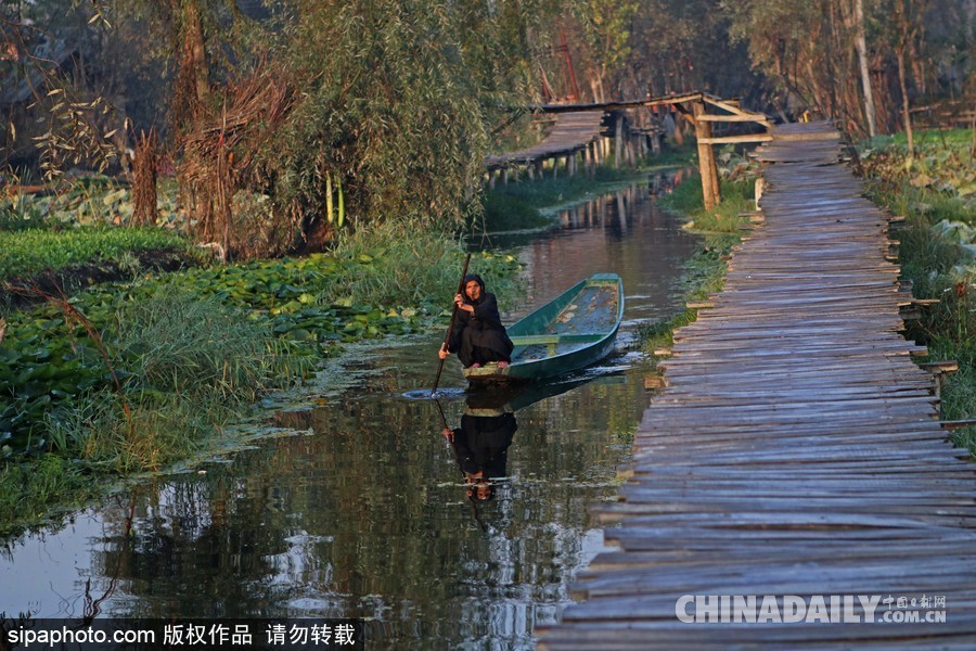 獨(dú)木舟上的生活 走近印度水上蔬菜市場(chǎng)