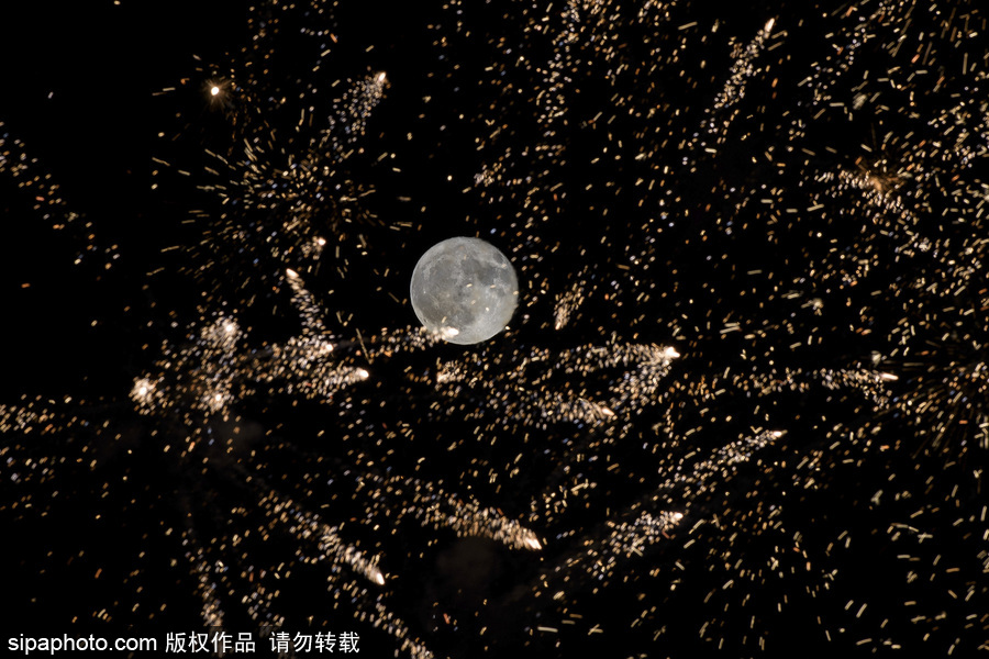 最完美的搭配 英國牛津郡明月與煙火點(diǎn)亮夜空
