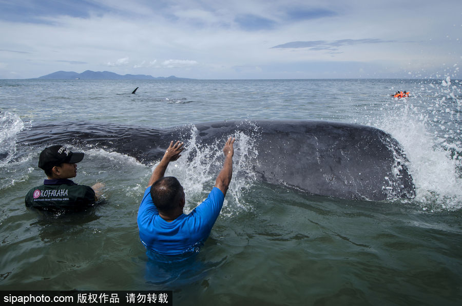 9條鯨魚集體擱淺印尼海灘 民眾合力送回海中