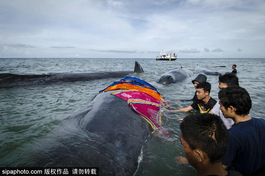 9條鯨魚集體擱淺印尼海灘 民眾合力送回海中