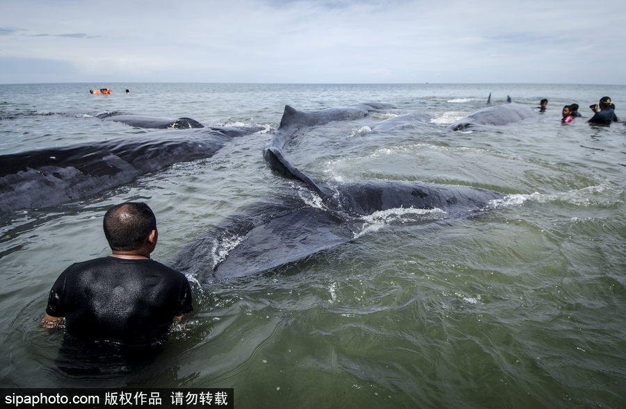 9條鯨魚(yú)集體擱淺印尼海灘 民眾合力送回海中