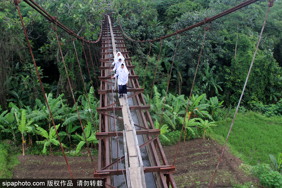 印尼學(xué)生驚險上學(xué)路 超窄木板吊橋穿叢林