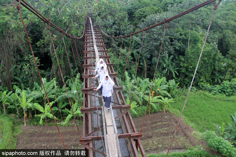 印尼學(xué)生驚險上學(xué)路 超窄木板吊橋穿叢林