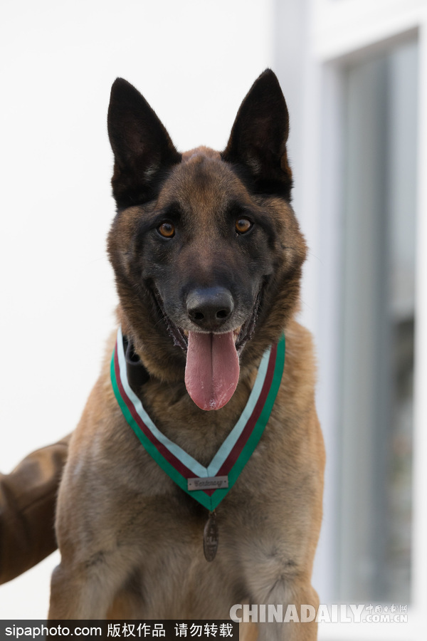 狗生巔峰 英國一只馬里努阿犬被授予維多利亞十字勛章