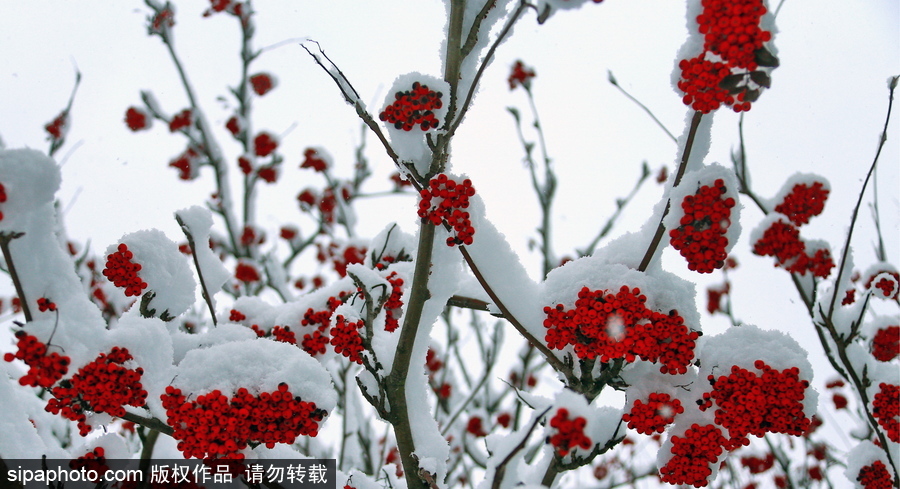 自然合奏曲！俄羅斯伊凡諾沃初冬皚皚白雪干凈純粹