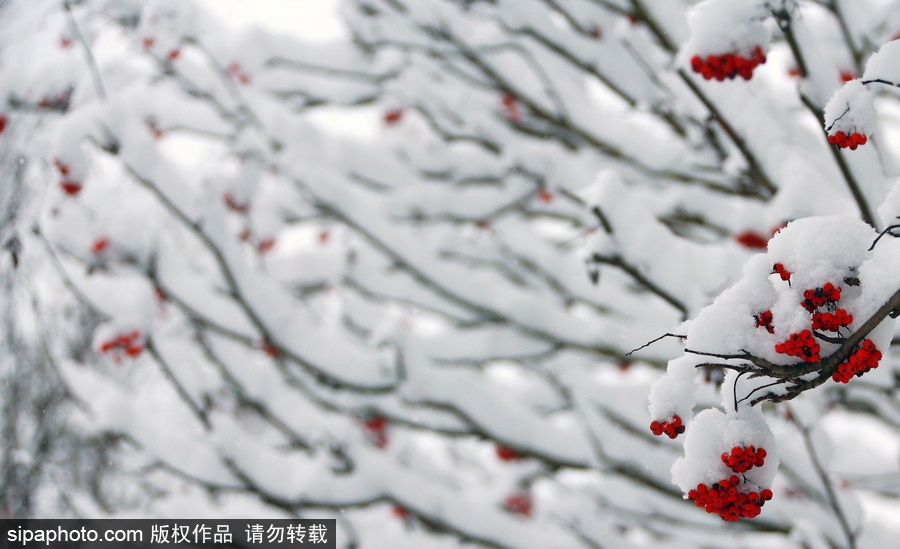 自然合奏曲！俄羅斯伊凡諾沃初冬皚皚白雪干凈純粹