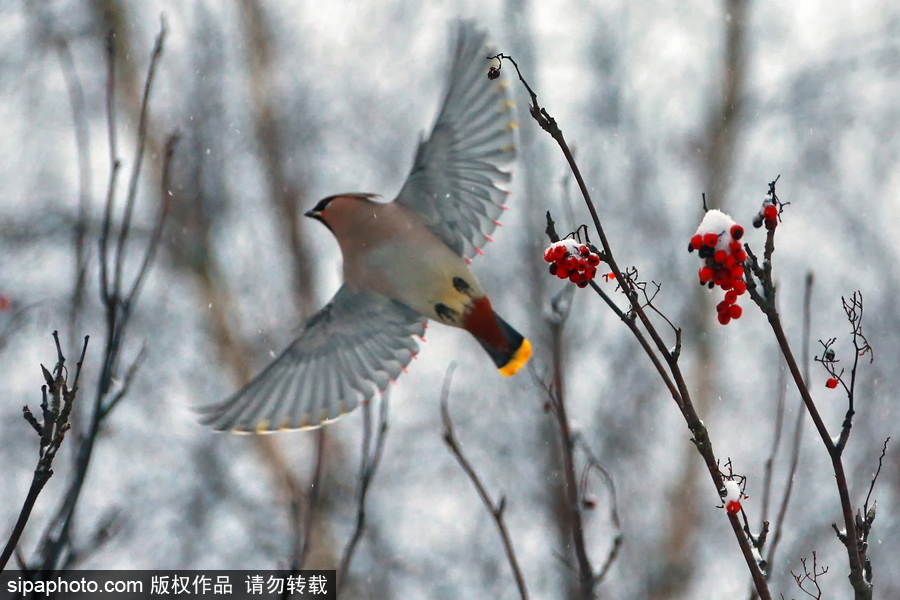 自然合奏曲！俄羅斯伊凡諾沃初冬皚皚白雪干凈純粹