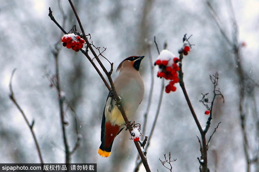 自然合奏曲！俄羅斯伊凡諾沃初冬皚皚白雪干凈純粹
