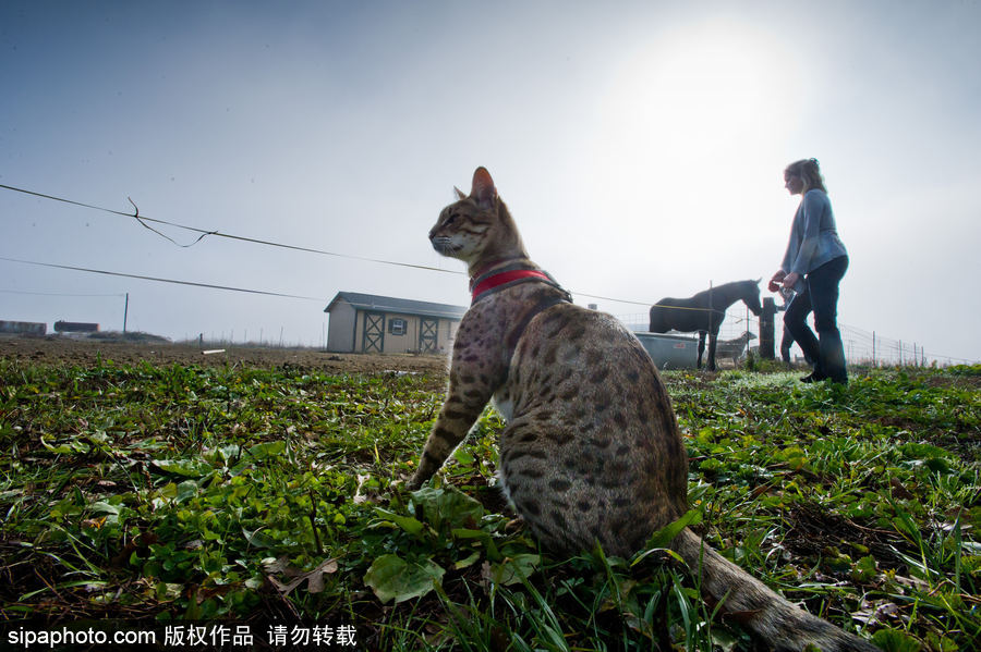 喵屆大長(zhǎng)腿！ 世界最高的貓咪總身高48公分