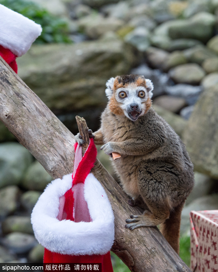 英國布里斯托動(dòng)物園迎接圣誕節(jié) 動(dòng)物喜獲“圣誕老人”禮物