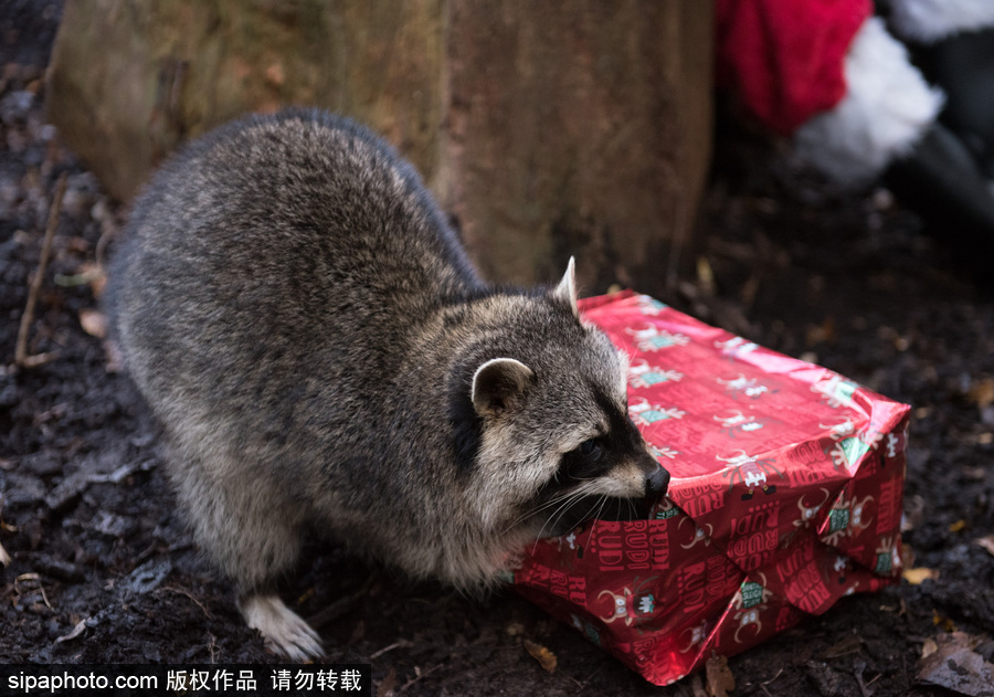 英國(guó)布里斯托動(dòng)物園迎接圣誕節(jié) 動(dòng)物喜獲“圣誕老人”禮物