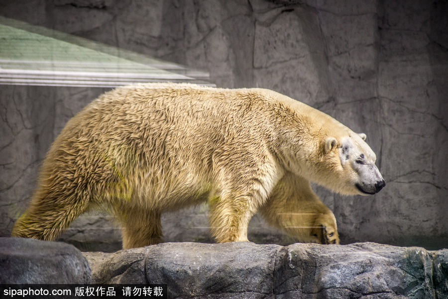 探訪巴西水族館中的北極熊 水中嬉戲玩耍萌態(tài)畢露