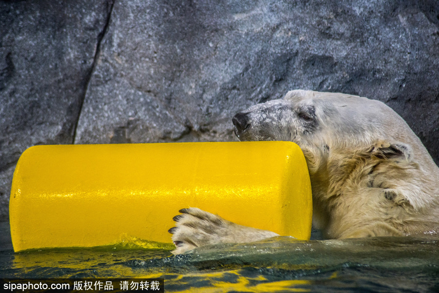 探訪巴西水族館中的北極熊 水中嬉戲玩耍萌態(tài)畢露