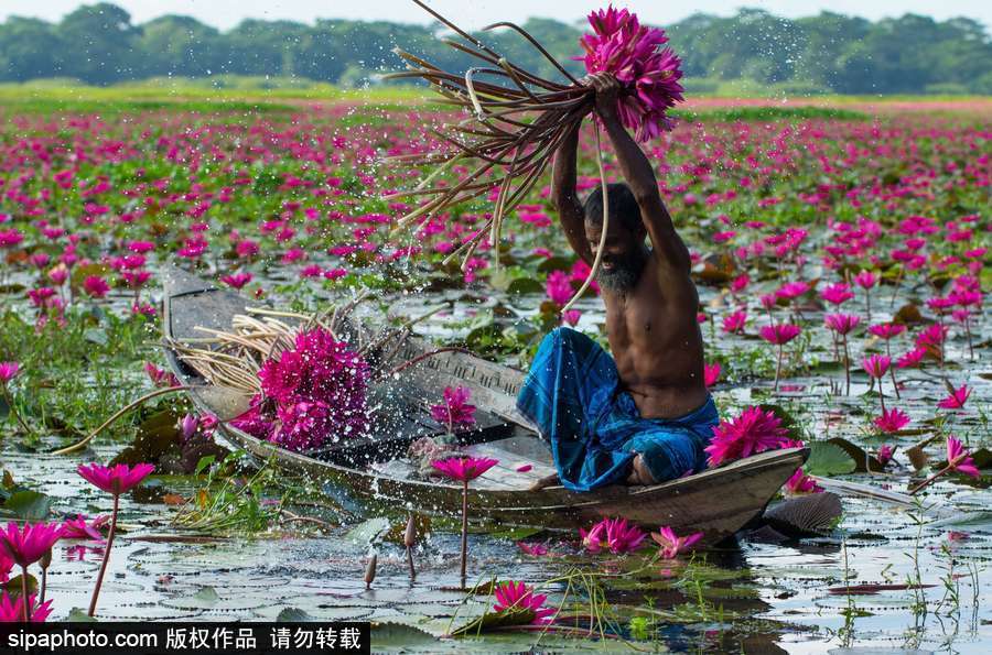 孟加拉國“睡蓮水道” 徜徉花海景象絕美